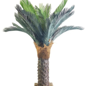 Gorgeous 4.3 Feet Cycas Revoluta Sago Palm